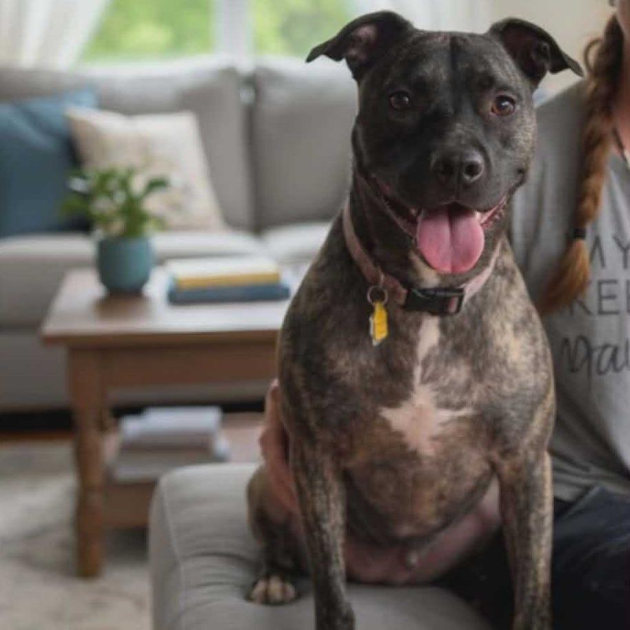 Cleo2, a Adoptable mixed breed in Dallas, TX image 3/6