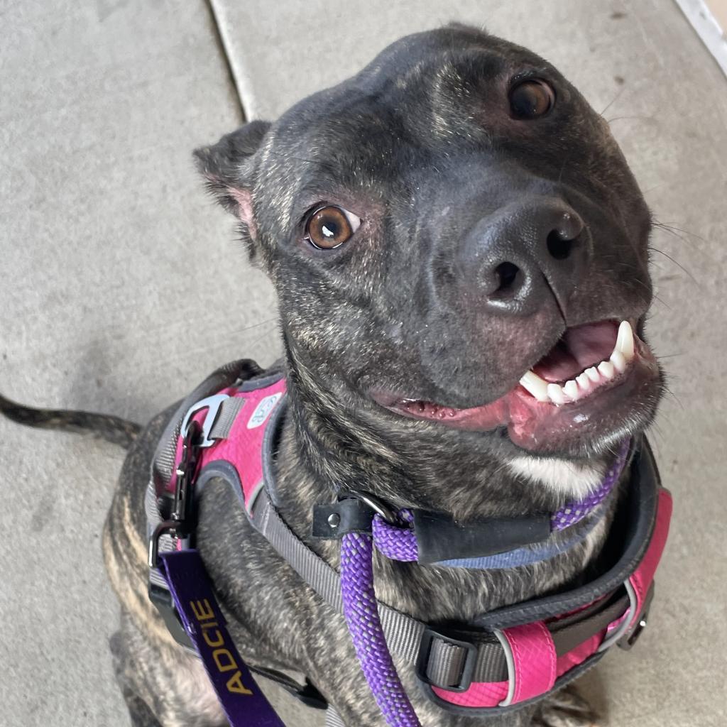 Cleo2, a Adoptable mixed breed in Dallas, TX image 4/6