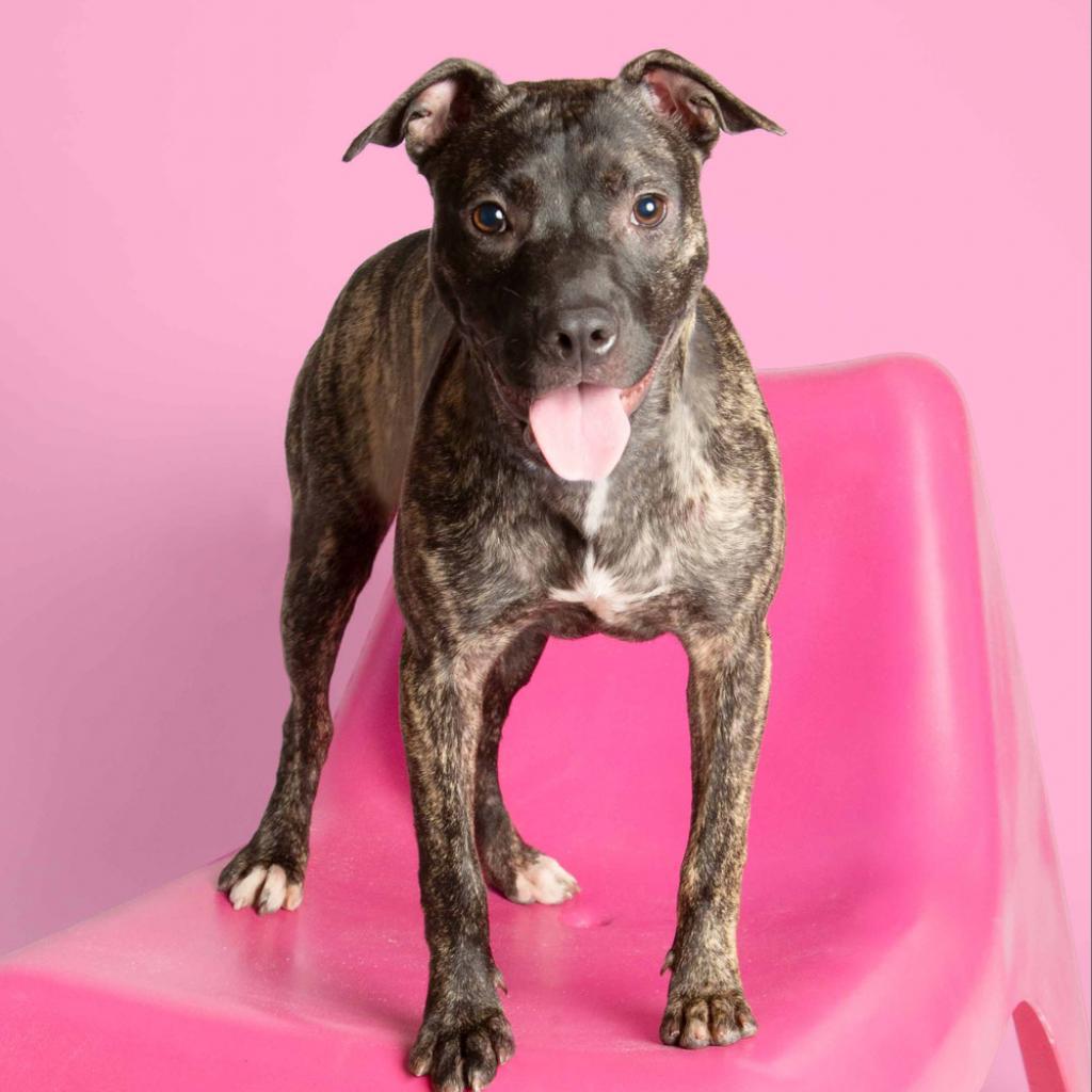 Cleo2, a Adoptable mixed breed in Dallas, TX image 5/6
