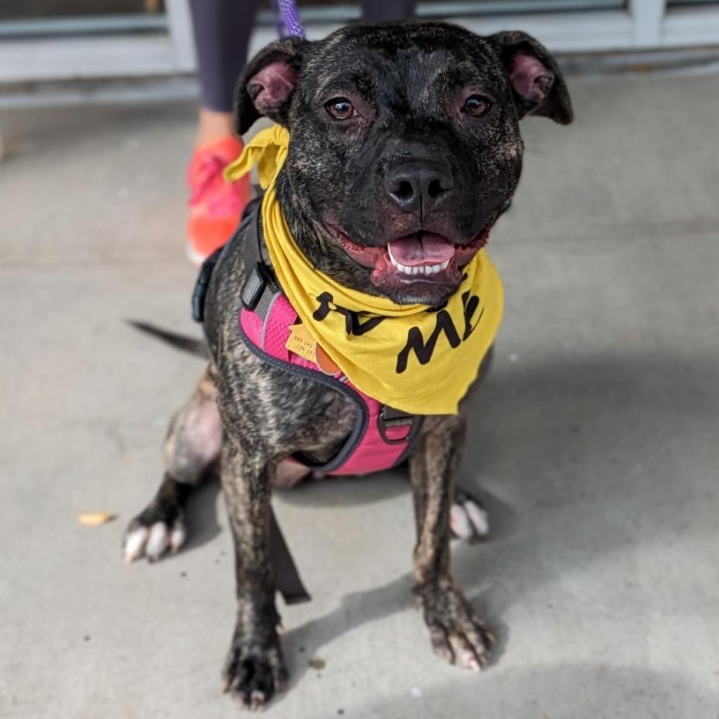 Cleo2, a Adoptable mixed breed in Dallas, TX image 6/6