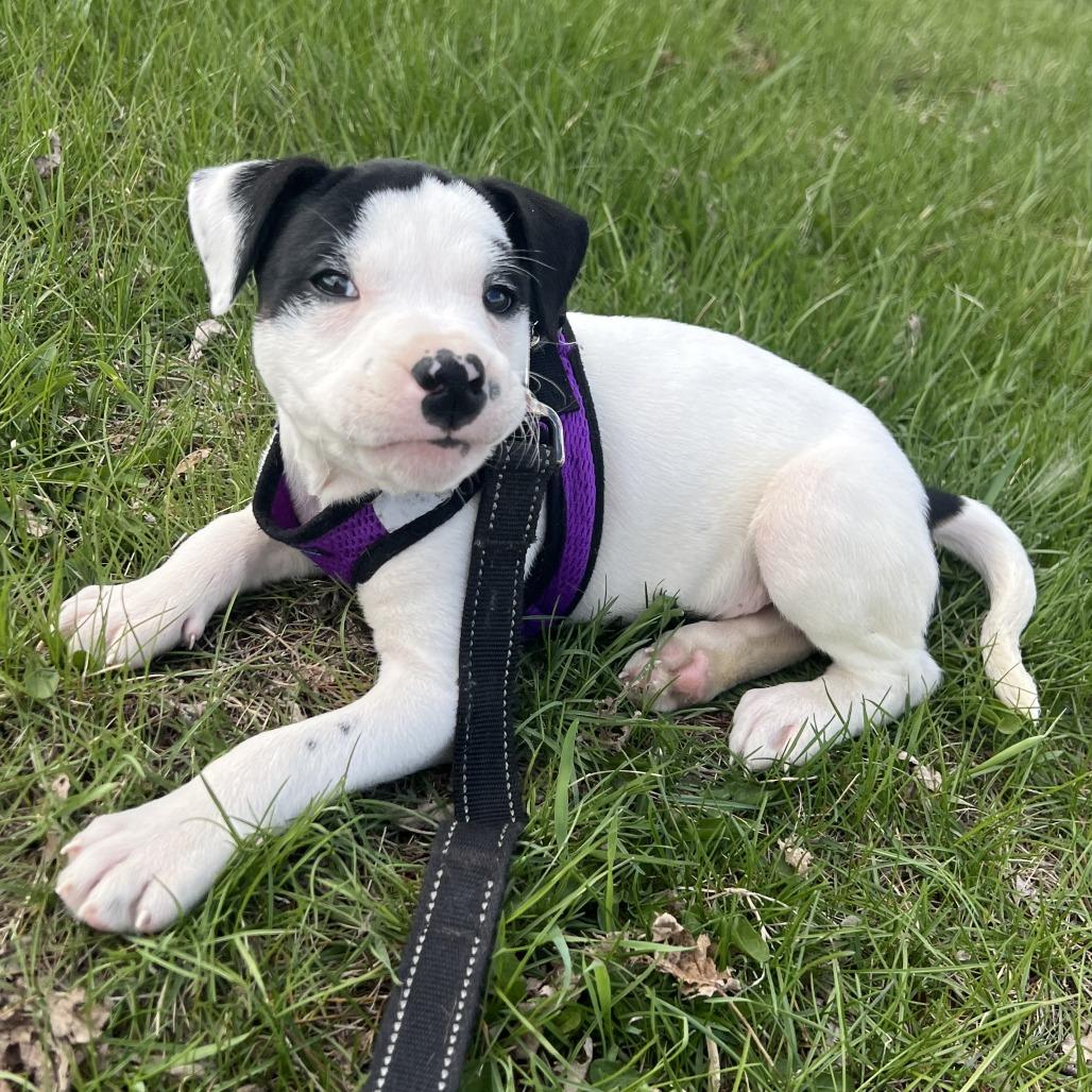 Domino, Adoptable, Puppy Male Pit Bull Terrier.