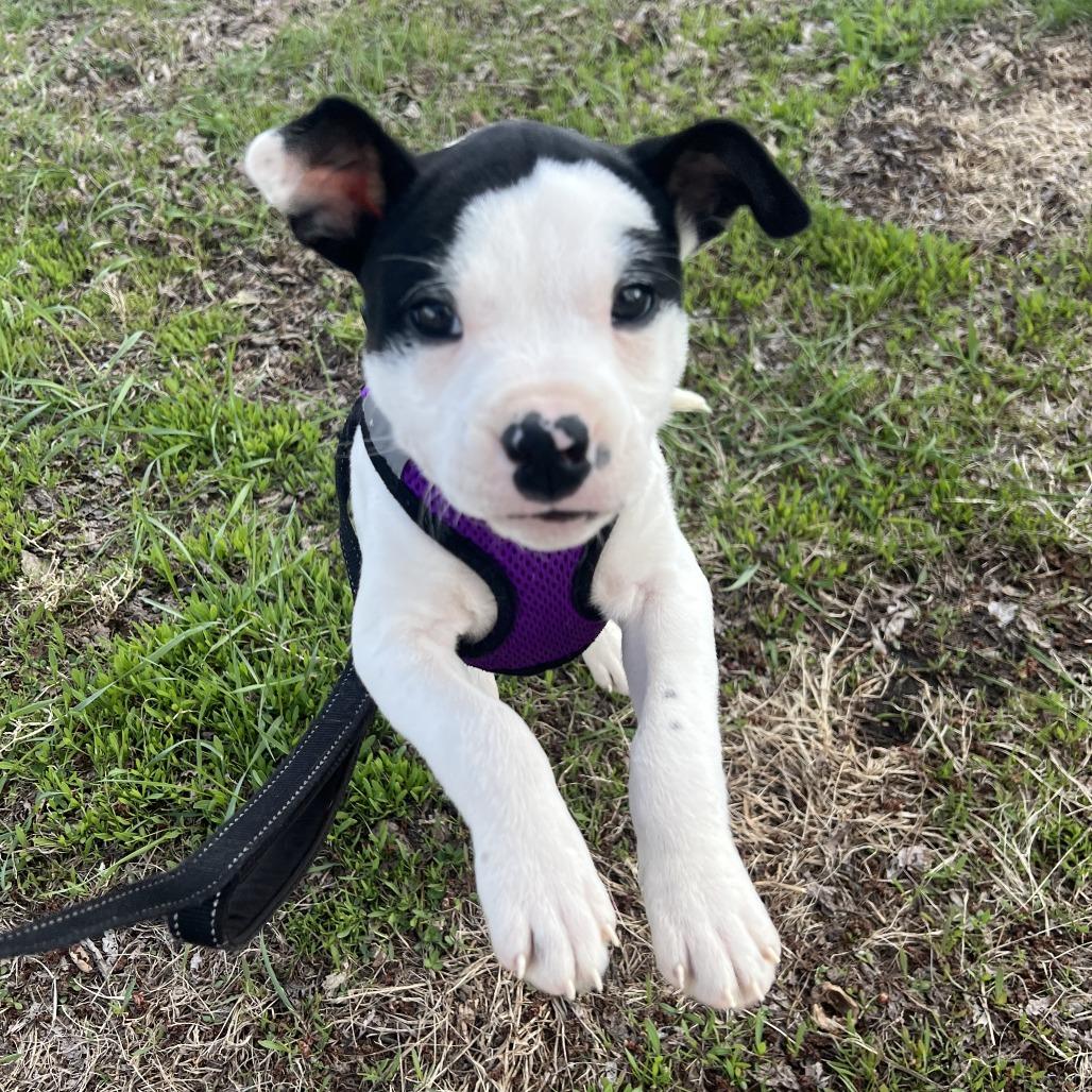 Enlarge Domino, a Adoptable mixed breed in Wadena, MN image 2/6