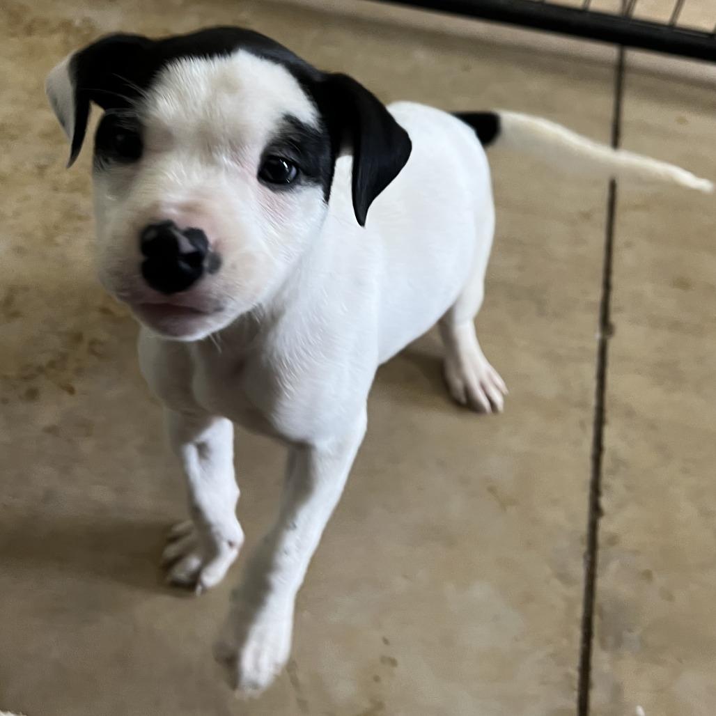 Enlarge Domino, a Adoptable mixed breed in Wadena, MN image 3/6