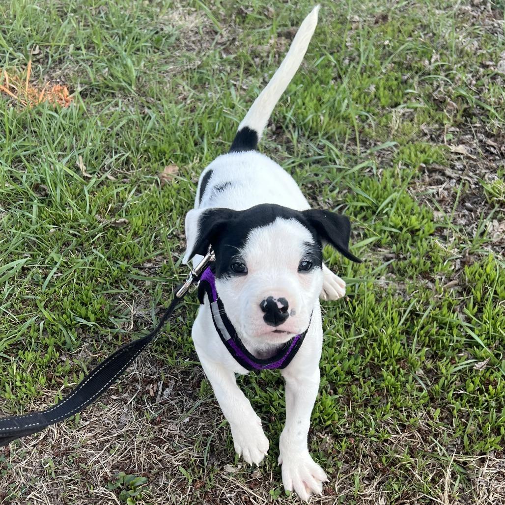 Enlarge Domino, a Adoptable mixed breed in Wadena, MN image 4/6
