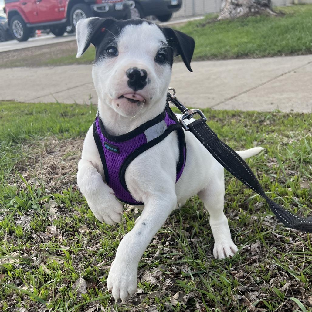Enlarge Domino, a Adoptable mixed breed in Wadena, MN image 5/6