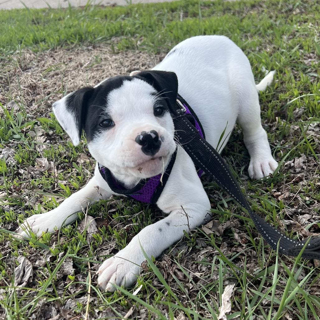 Enlarge Domino, a Adoptable mixed breed in Wadena, MN image 6/6
