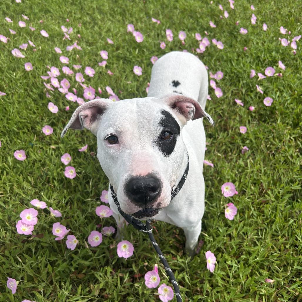 Enlarge Molly, a Adoptable Mixed Breed in Dickinson, TX image 2/6