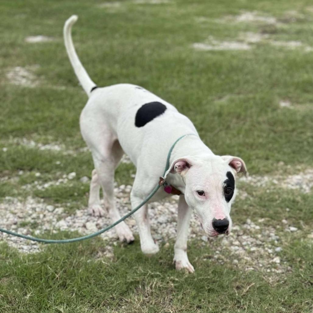 Enlarge Molly, a Adoptable Mixed Breed in Dickinson, TX image 4/6