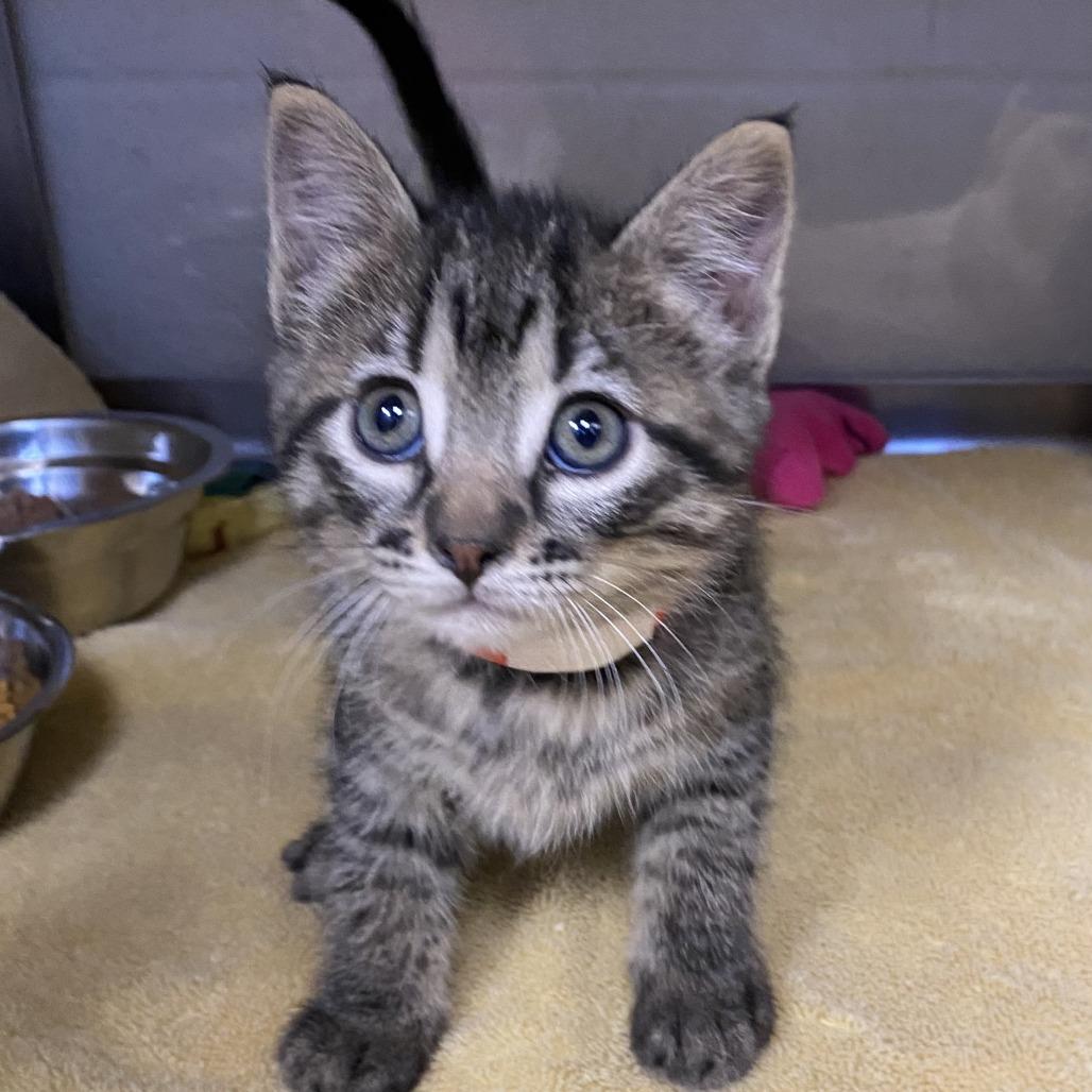 Lady Bird Johnson, Adoptable, Kitten Female Domestic Short Hair.
