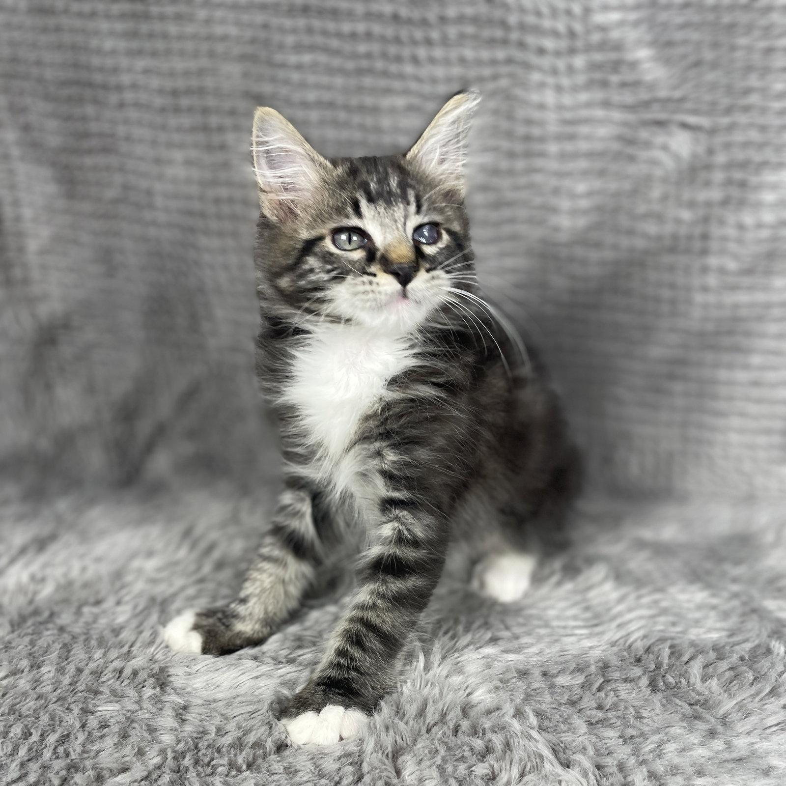 Beckham - Andrea foster, Adoptable, Kitten Male Domestic Long Hair.