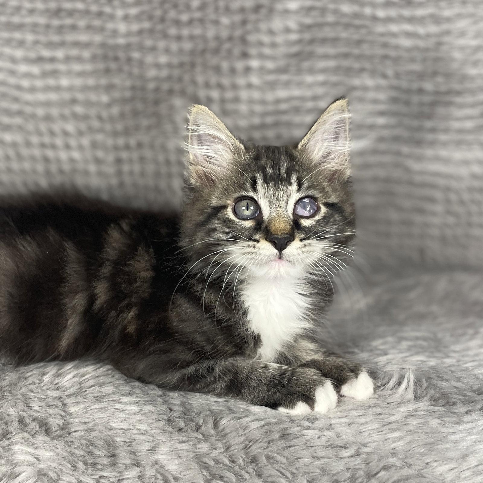 Enlarge Beckham - Andrea foster, a Adoptable Domestic Long Hair in Social Circle, GA image 2/3