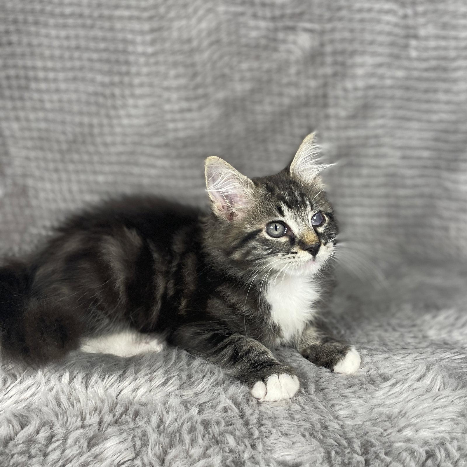 Enlarge Beckham - Andrea foster, a Adoptable Domestic Long Hair in Social Circle, GA image 3/3
