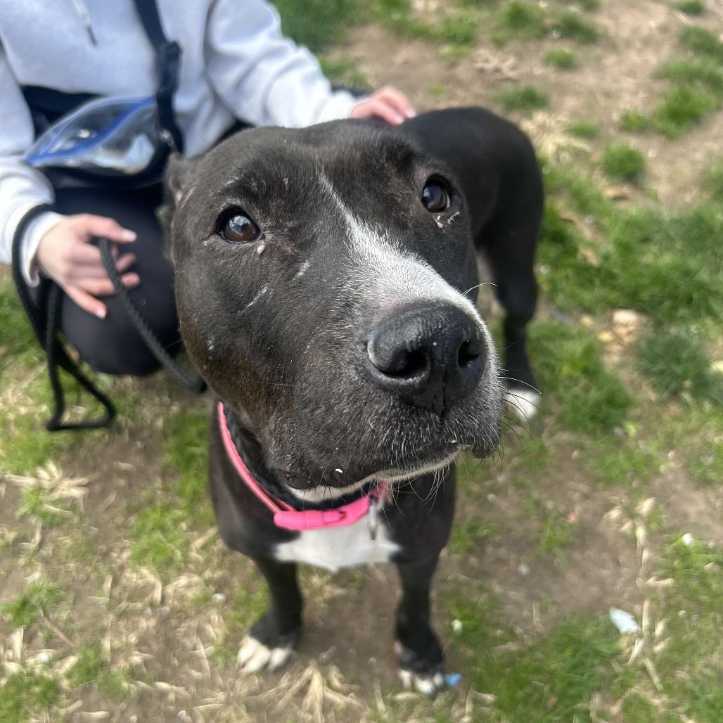 Boo Boo, Adoptable, Adult Female Pit Bull Terrier.