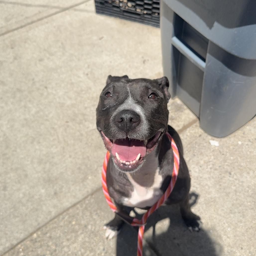 Boo Boo, a Adoptable Pit Bull Terrier in Newark, NJ image 2/6