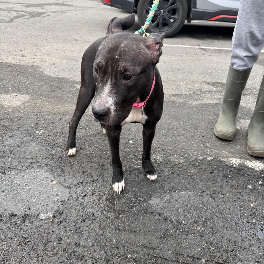 Enlarge Boo Boo, a Adoptable Pit Bull Terrier in Newark, NJ image 1/6