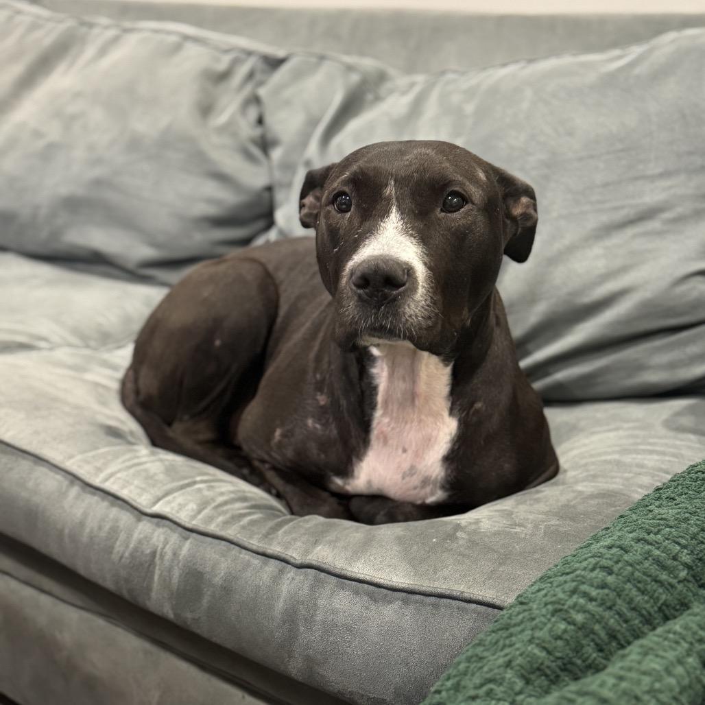 Enlarge Boo Boo, a Adoptable Pit Bull Terrier in Newark, NJ image 2/6