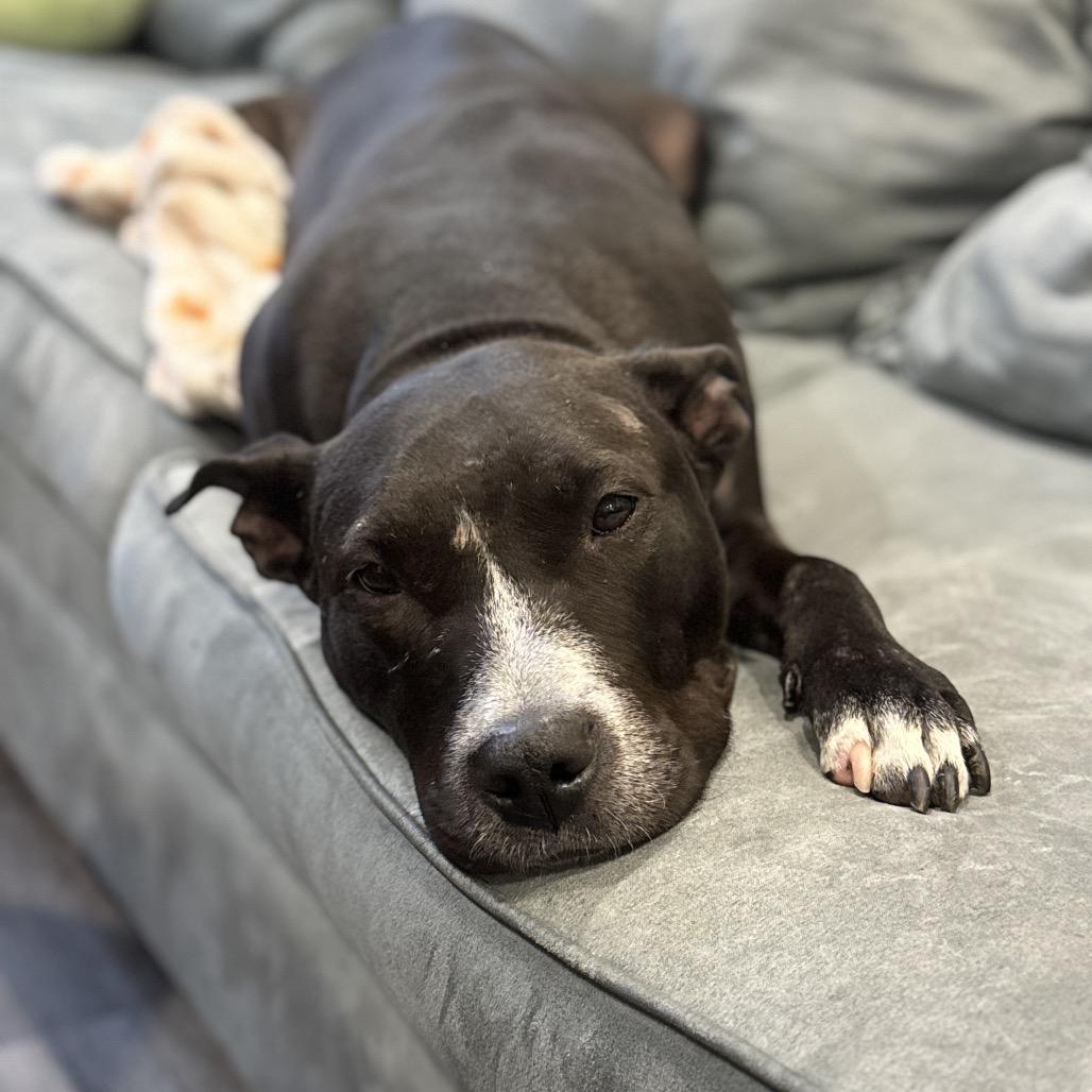 Enlarge Boo Boo, a Adoptable Pit Bull Terrier in Newark, NJ image 3/6