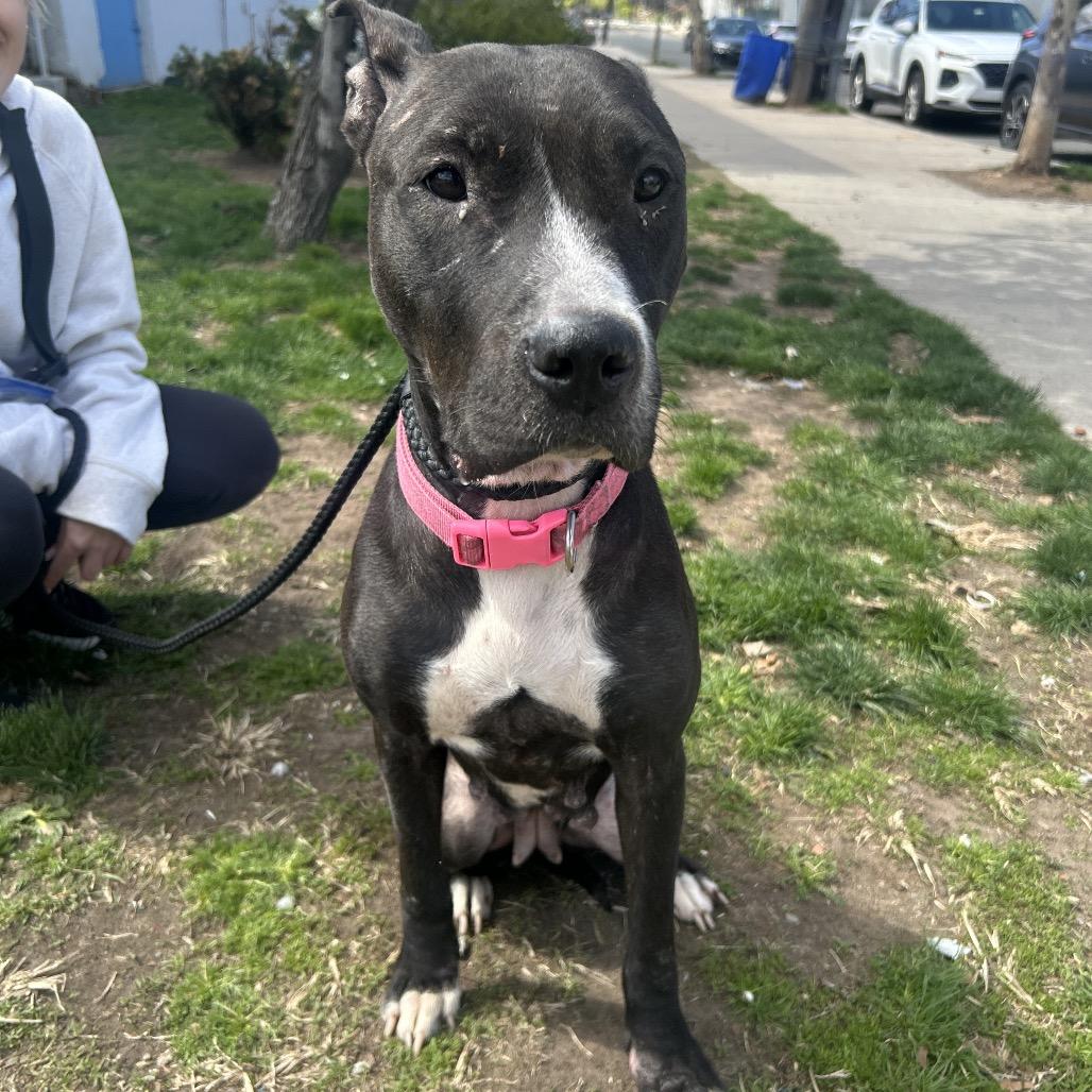 Boo Boo, a Adoptable Pit Bull Terrier in Newark, NJ image 3/6