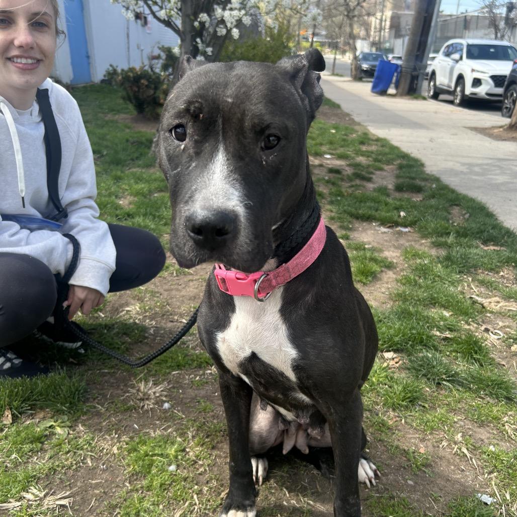 Boo Boo, a Adoptable Pit Bull Terrier in Newark, NJ image 4/6