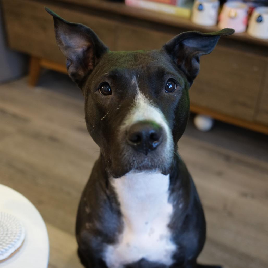 Enlarge Boo Boo, a Adoptable Pit Bull Terrier in Newark, NJ image 5/6