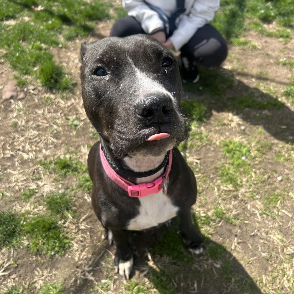 Boo Boo, a Adoptable Pit Bull Terrier in Newark, NJ image 5/6