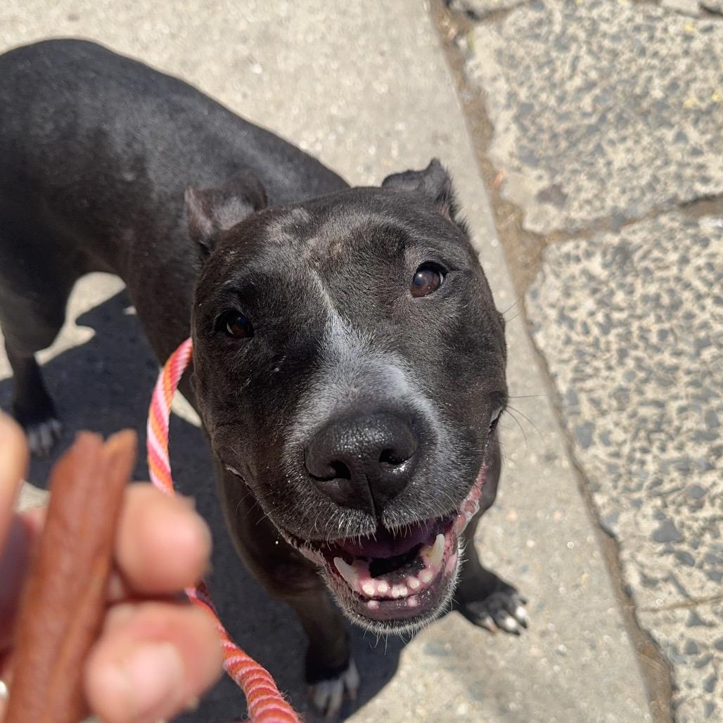 Boo Boo, a Adoptable Pit Bull Terrier in Newark, NJ image 6/6