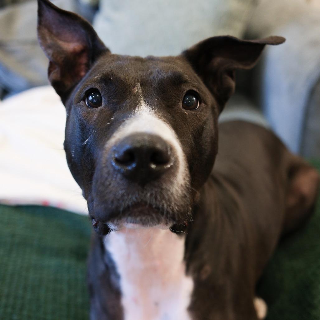 Enlarge Boo Boo, a Adoptable Pit Bull Terrier in Newark, NJ image 6/6