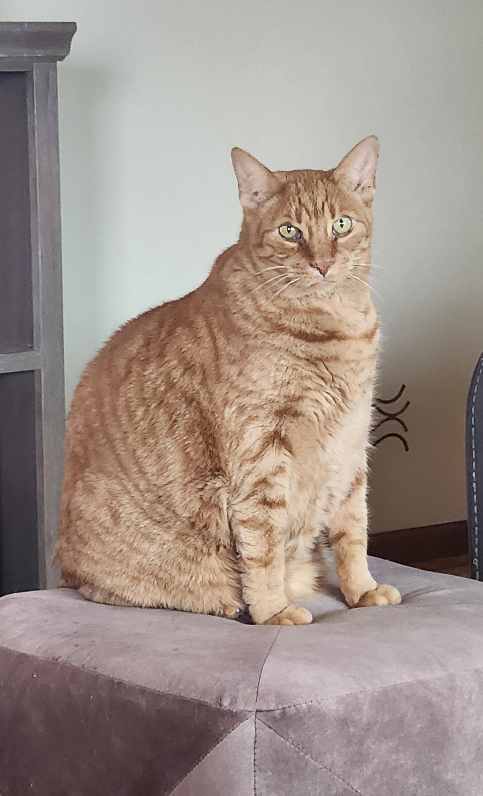 Mellow, Adoptable, Adult Male Domestic Short Hair.