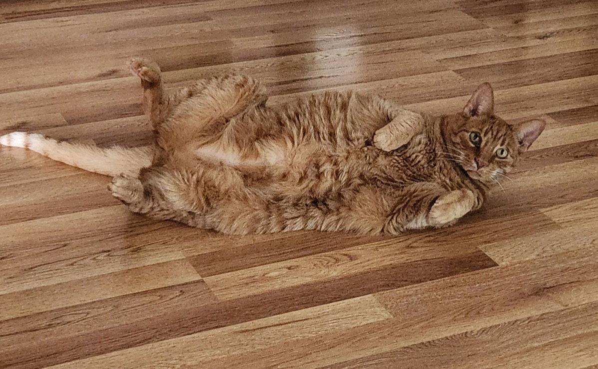 Enlarge Mellow, a Adoptable Domestic Short Hair in Walled Lake, MI image 2/3