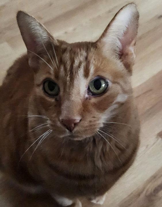 Enlarge Mellow, a Adoptable Domestic Short Hair in Walled Lake, MI image 3/3