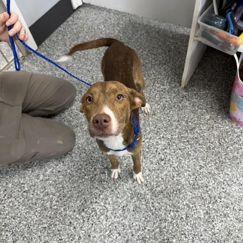 Emmy, an adopted mixed breed in Bryan, OH image 2/6