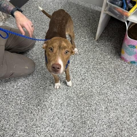 Emmy, an adopted mixed breed in Bryan, OH image 3/6