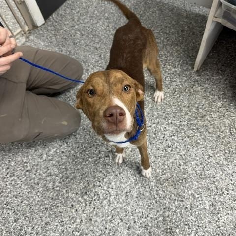 Emmy, an adopted mixed breed in Bryan, OH image 6/6