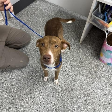 Emmy, an adopted mixed breed in Bryan, OH image 4/6