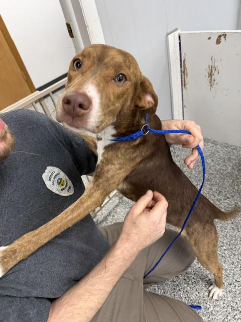 Emmy, an adopted mixed breed in Bryan, OH image 1/6