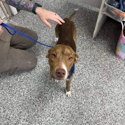 Emmy, an adopted mixed breed in Bryan, OH image 5/6