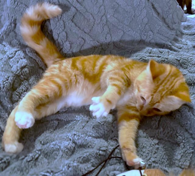 Hysterical Heathcliff! thumbnail 3