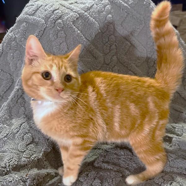 Hysterical Heathcliff! thumbnail 2