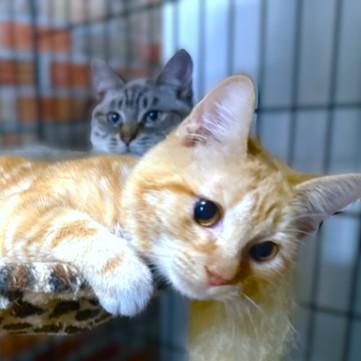 Hysterical Heathcliff! thumbnail 4