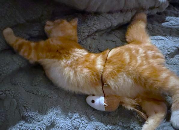 Hysterical Heathcliff! thumbnail 5