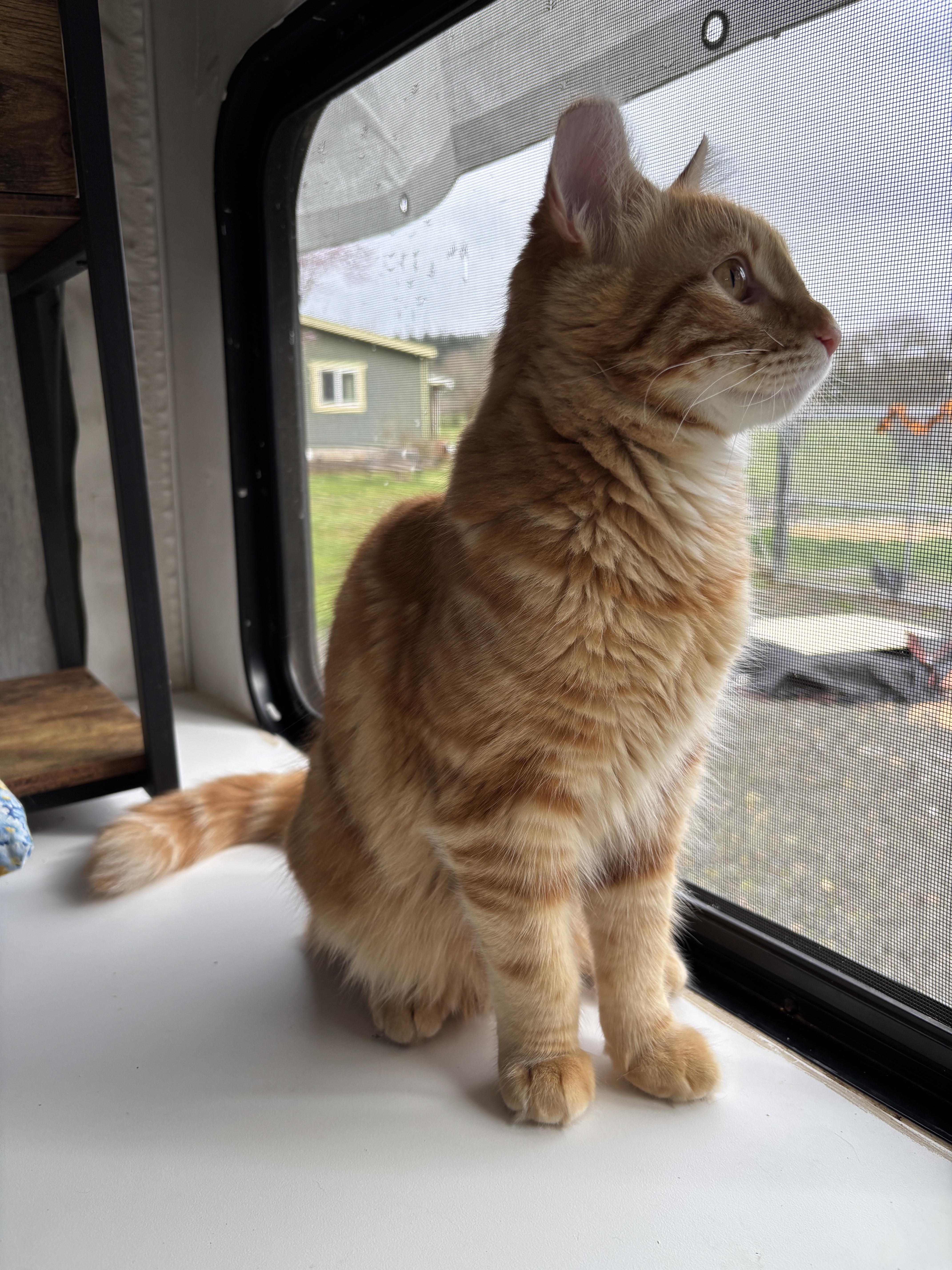 Enlarge Tristan (bonded to Tatiana), a Adoptable Domestic Medium Hair in Eugene, OR image 4/5