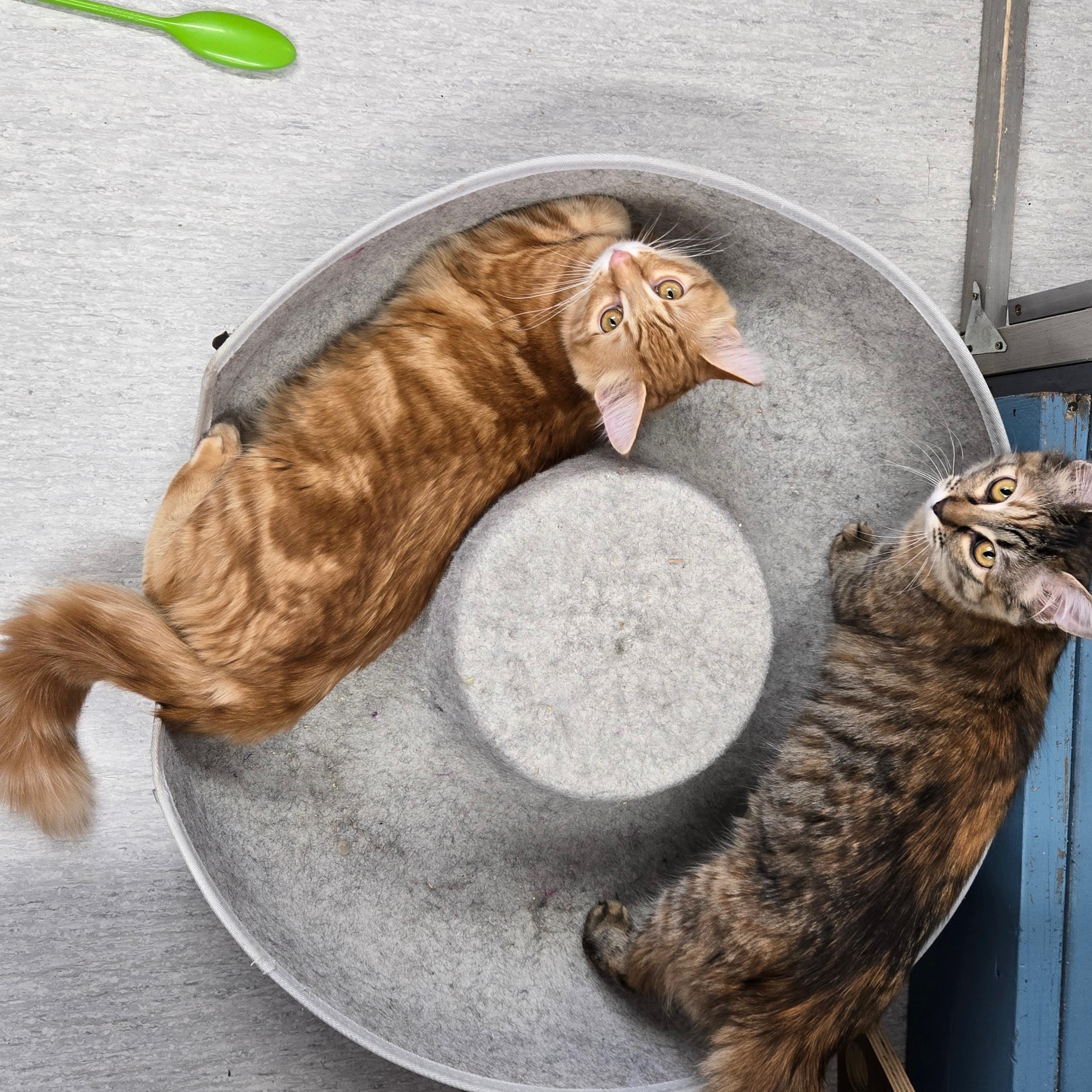 Enlarge Tristan (bonded to Tatiana), a Adoptable Domestic Medium Hair in Eugene, OR image 2/5