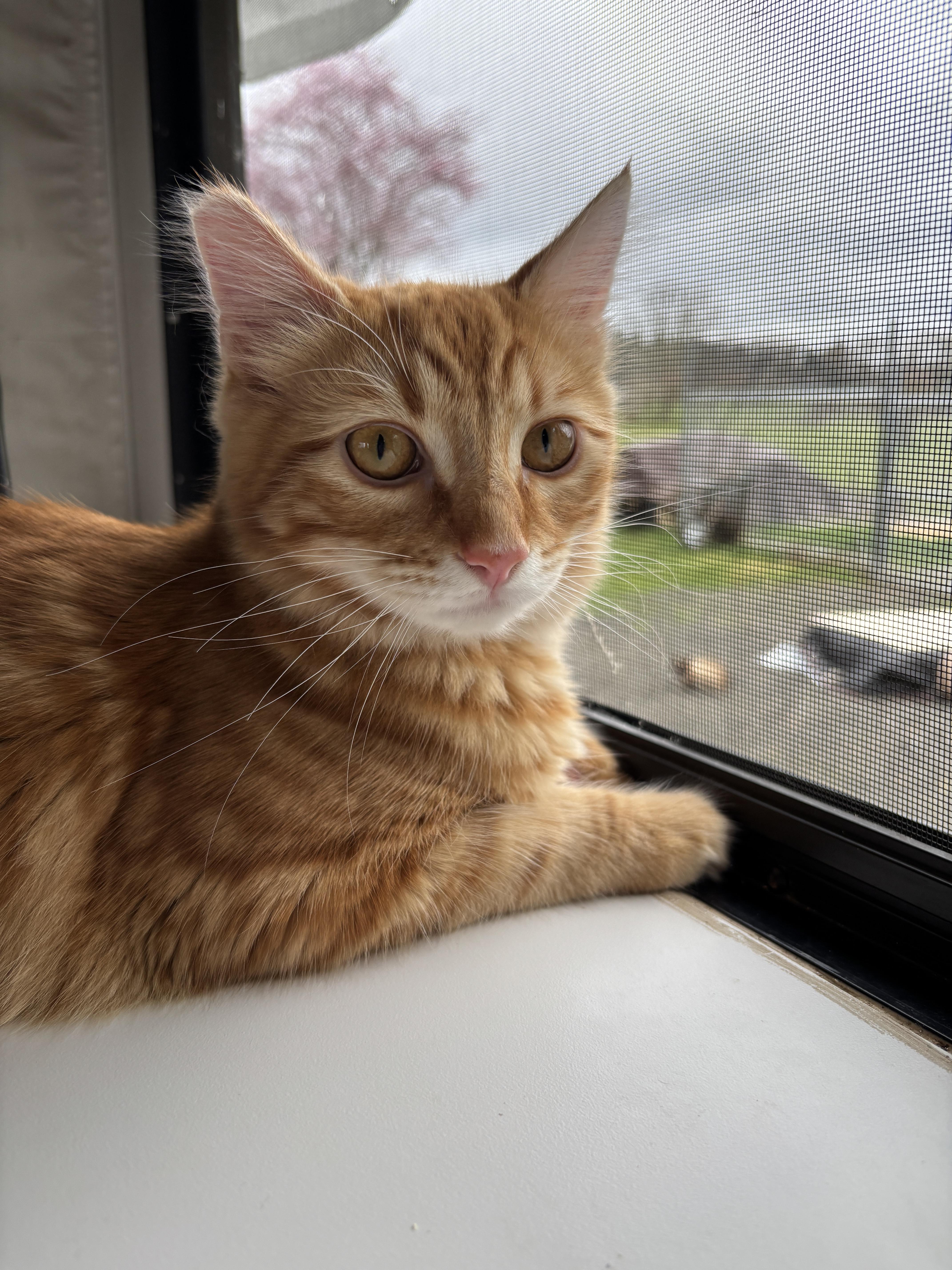 Enlarge Tristan (bonded to Tatiana), a Adoptable Domestic Medium Hair in Eugene, OR image 3/5