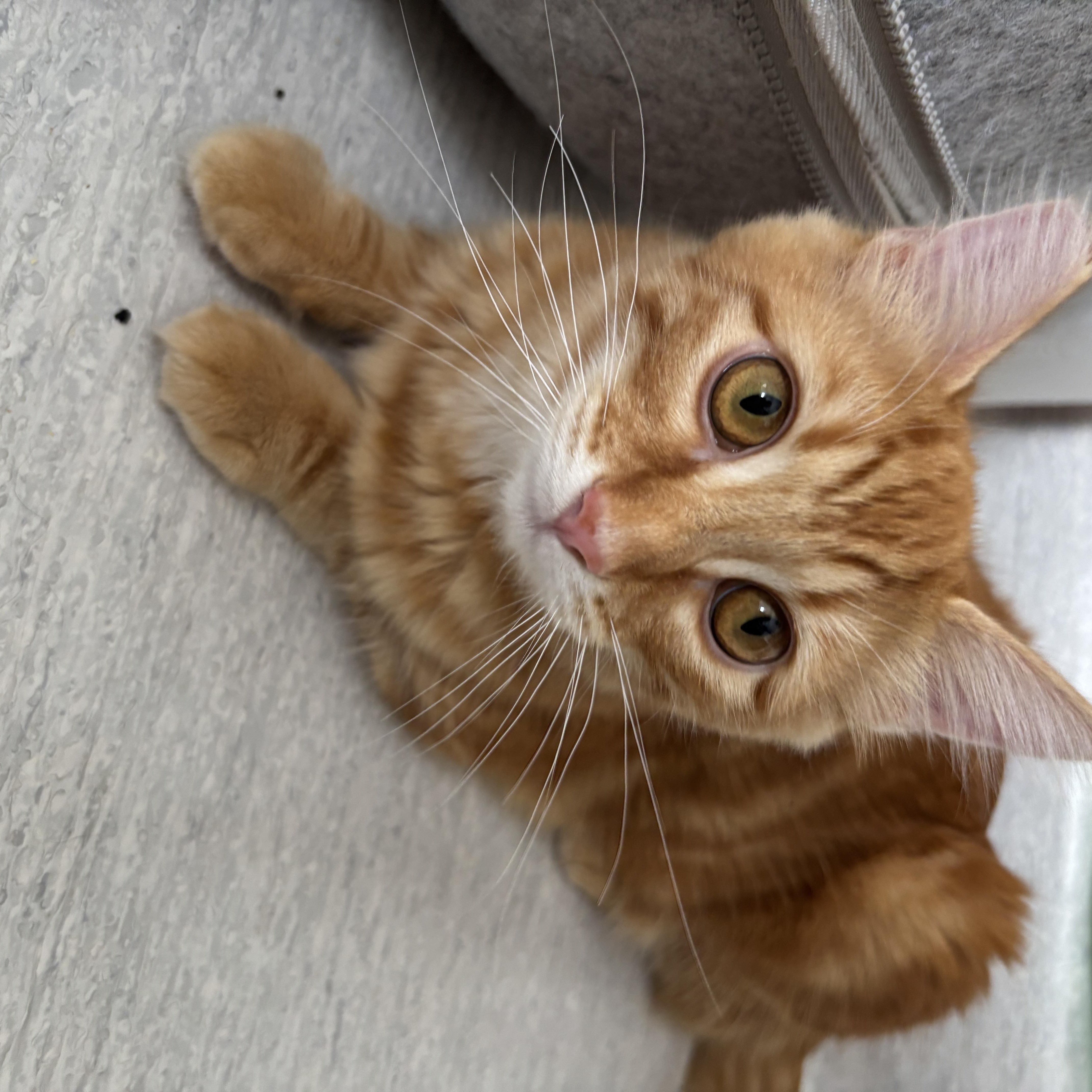 Enlarge Tristan (bonded to Tatiana), a Adoptable Domestic Medium Hair in Eugene, OR image 1/5