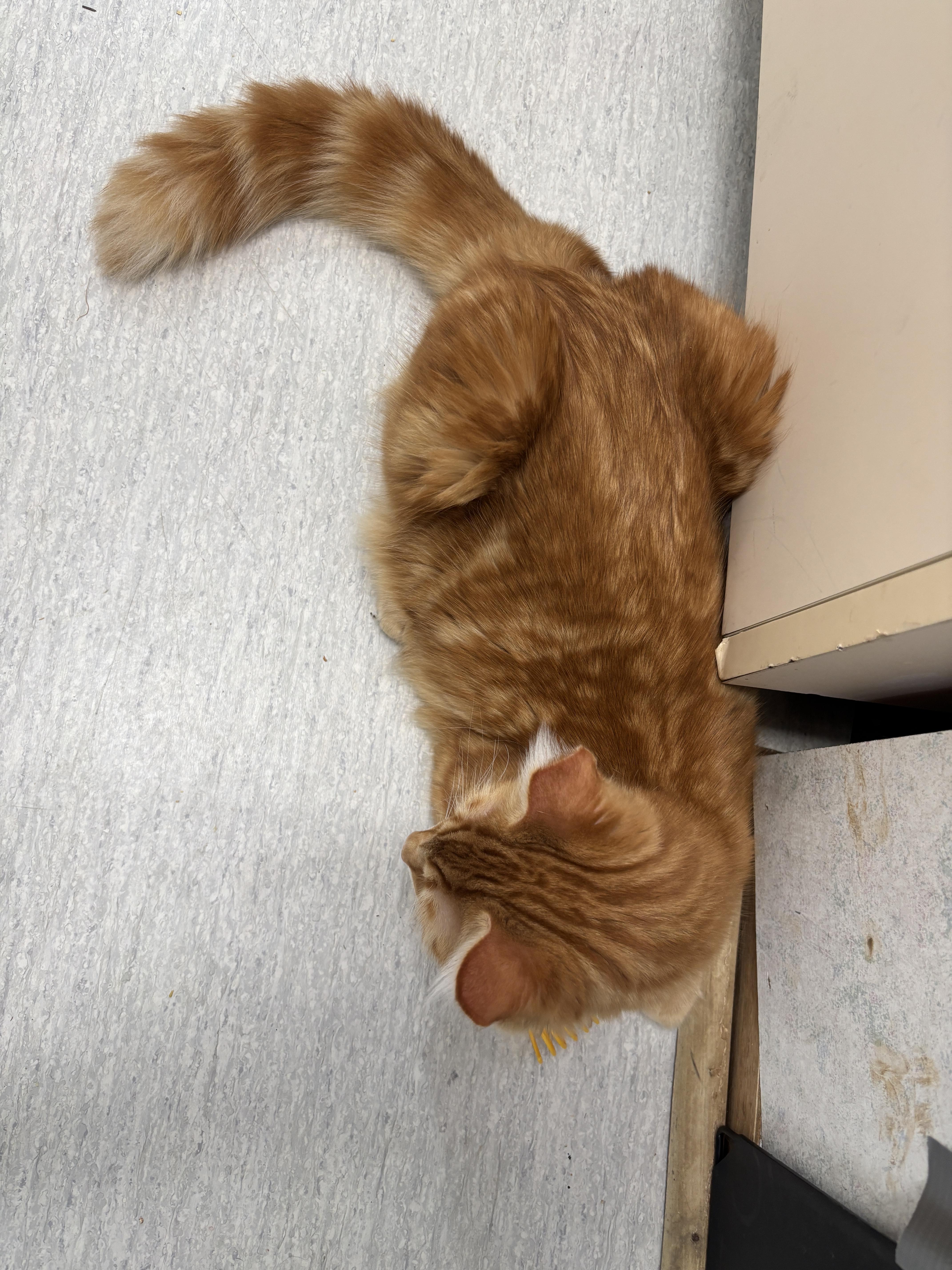 Enlarge Tristan (bonded to Tatiana), a Adoptable Domestic Medium Hair in Eugene, OR image 5/5