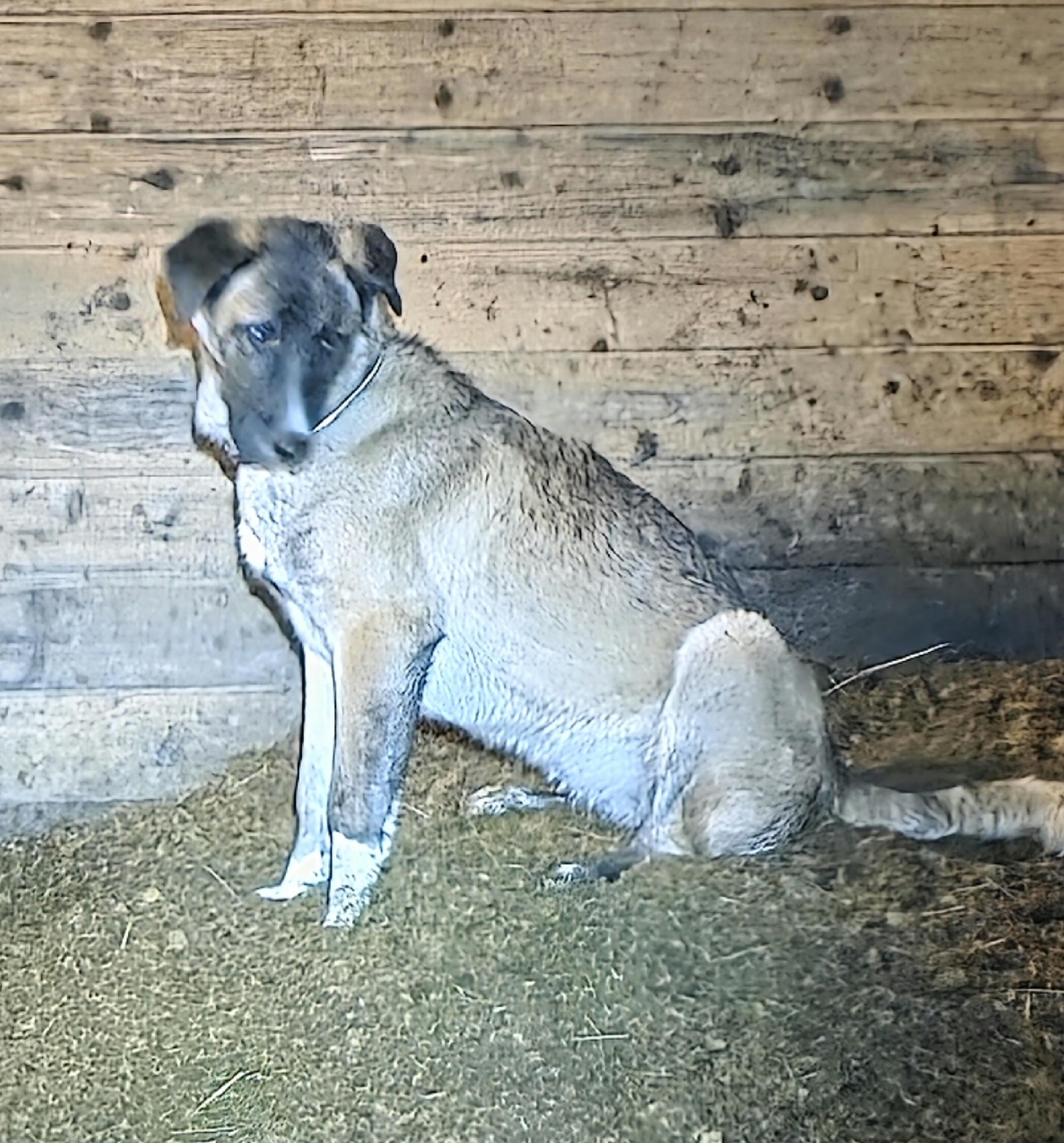 Enlarge Shadow, an adopted mixed breed in Port Angeles, WA image 2/4