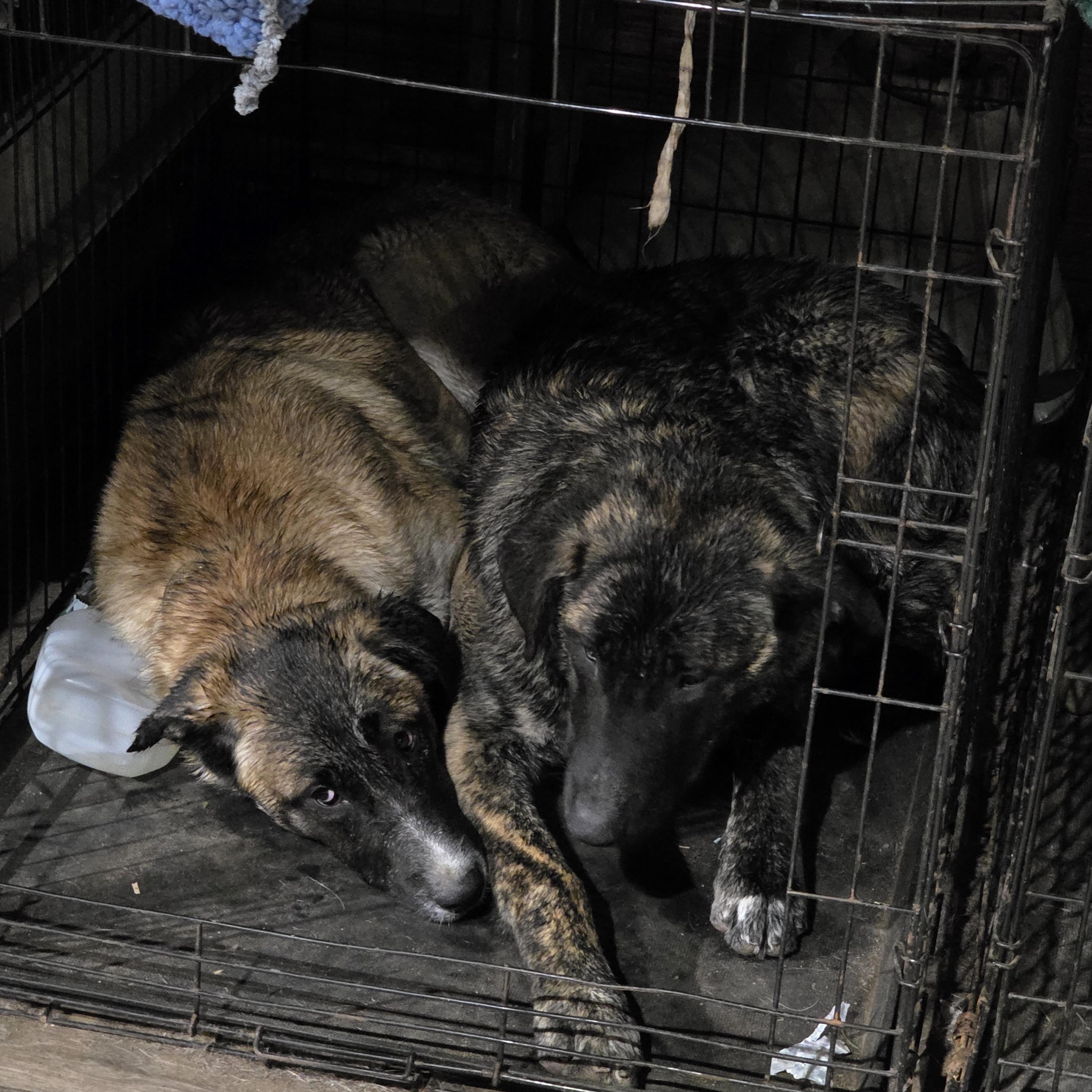 Enlarge Shadow, an adopted mixed breed in Port Angeles, WA image 3/4