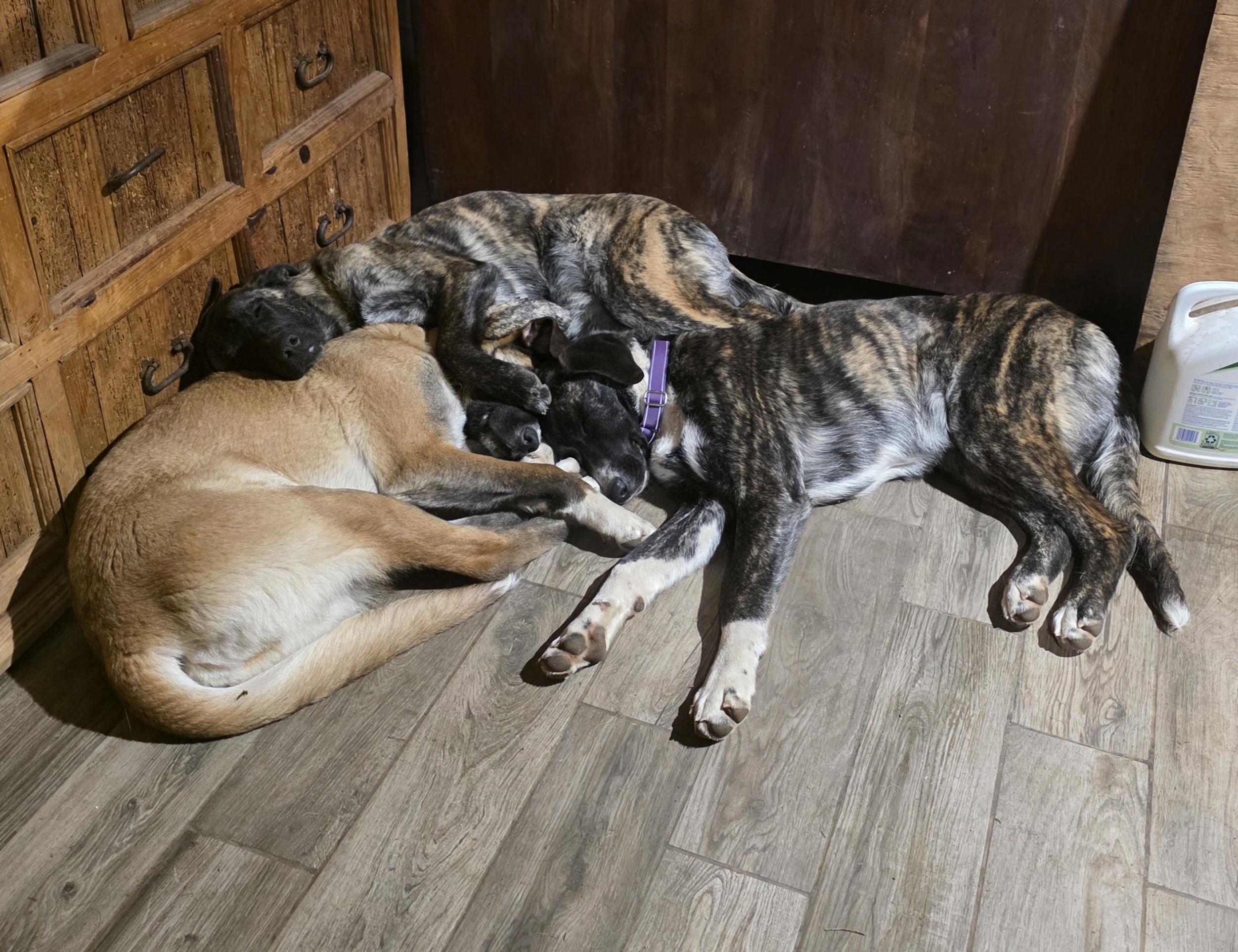 Enlarge Shadow, an adopted mixed breed in Port Angeles, WA image 4/4