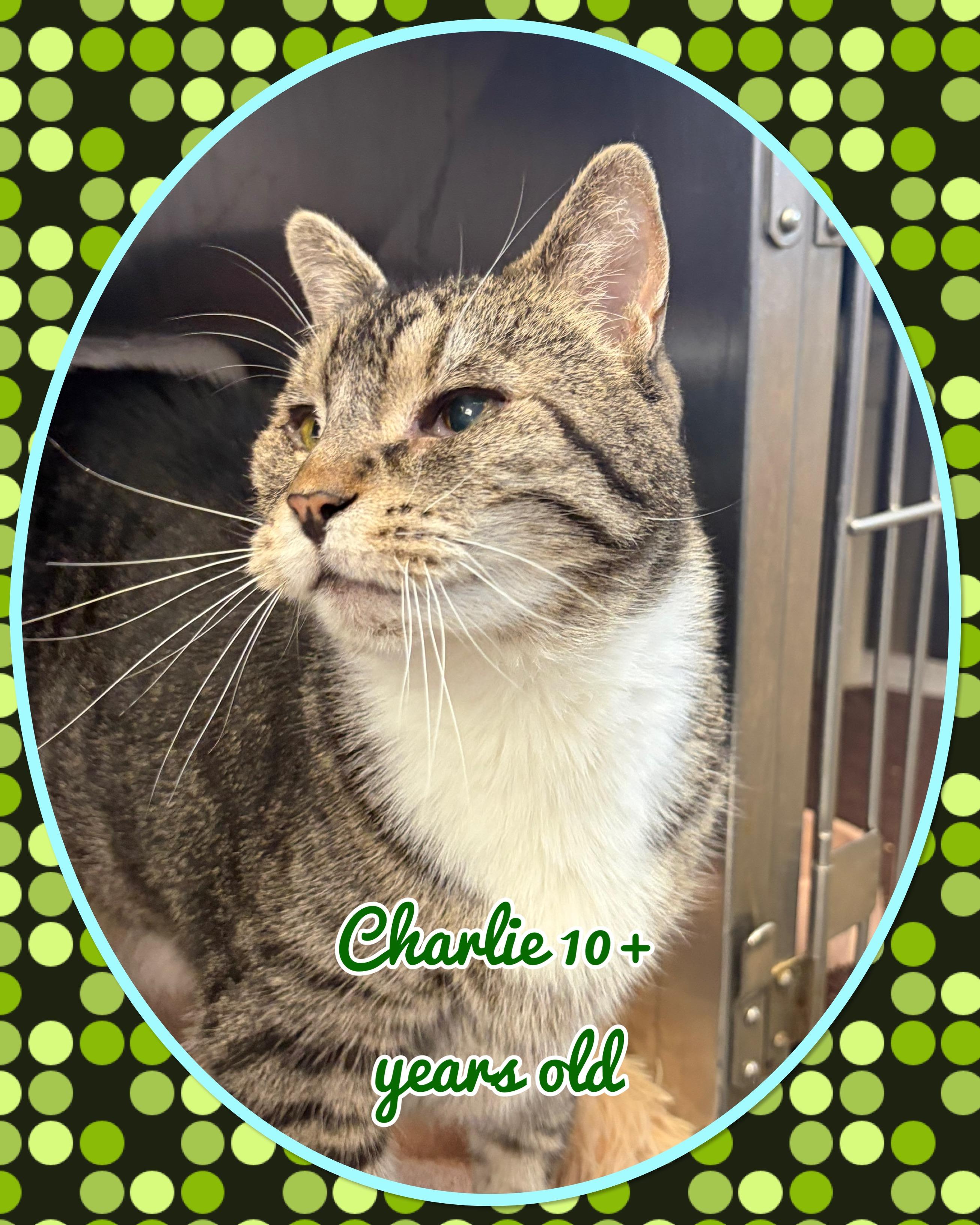 Charlie, Adoptable, Senior Male Domestic Short Hair.