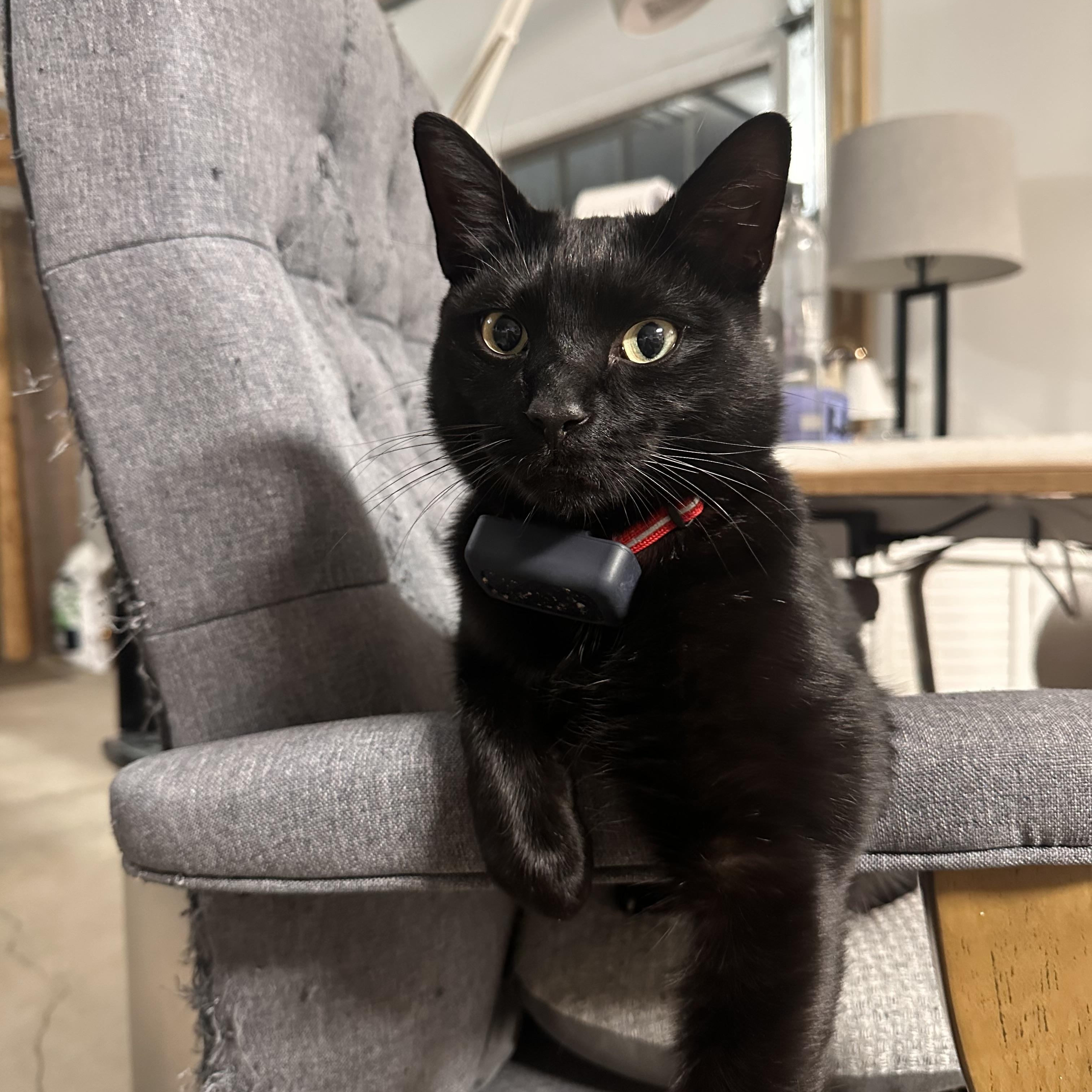 Benjamin, Adult Male Domestic Short Hair